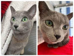 Maksim and Zariza, both Russian Blue, from Zurich, Switzerland to Melbourne, Australia