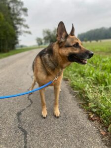 Manny, German Shepherd, from Morges, Switzerland to New York, NY, USA