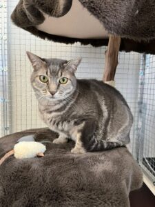 Manolo, Domestic Shorthair, from Petit-Lancy, Switzerland to Shanghai, China