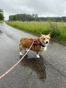 Maple, Corgi, from Vesenaz, Switzerland to Chicago, USA
