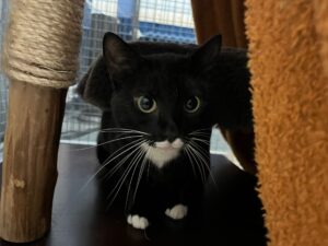 Mara, DSH, from Oleyres, Switzerland to Melbourne, Australia