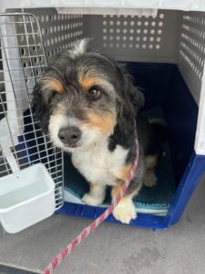 Max, Bernedoodle, from Eptingen, Switzerland to San Francisco, USA