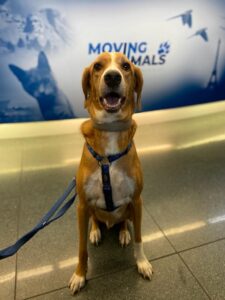 Mick, Setter Mix, from Zurich, Switzerland to Miami, USA