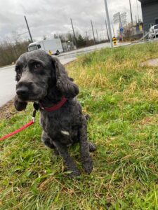Milo, Cockapoo, from Bramshall, UK to Konolfingen, Switzerland
