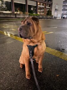Mini, Sharpei, from Houston, TX, USA to Zurich, Switzerland