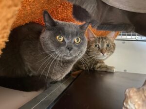 Mini and Maddy, British Shorthair and Domestic Shorthair, from Founex, Switzerland to Montreal, Canada