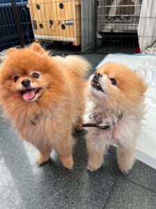 Mishka and Simba, both Pomeranians, from Zurich, Switzerland to Hong Kong