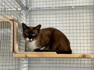 Mocha, DSH, from Kuala Lumpur, Malaysia to Basel, Switzerland