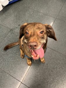 Moche, Mixed Breed, from Zurich, Switzerland to Chicago, USA