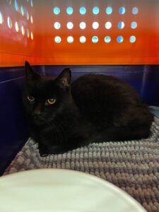 Moi Moi, Domestic Shorthair, from Le Grand-Sacconnex, Switzerland to Melbourne, Australia