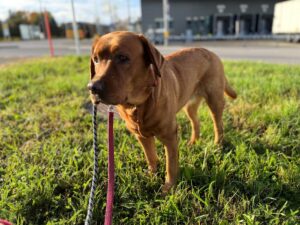 Molly, Labrador Retriever, from Zurich, Switzerland to Bangkok, Thailand
