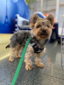 Molly, Yorkshire Terrier, from Zurich, Switzerland to Cape Town, South Africa