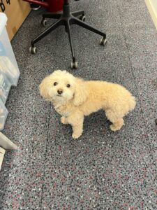 Momo, Toy Poodle, from Zurich, Switzerland to Beijing, China