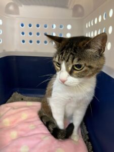 Moneypenny, Domestic Shorthair, from Cologny, Switzerland to Miami, USA