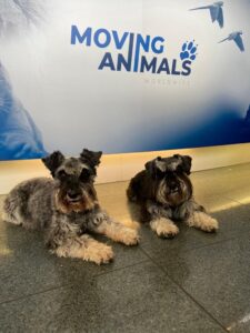 Monty and Bailey, both Mini Schnauzer, from Basel, Switzerland to Singapore