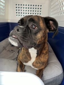 Murphy, Boxer, from Zurich, Switzerland to Vancouver, Canada