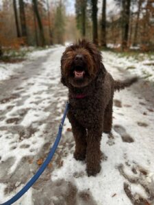 Murphy, Labradoodle, from St. Légier, Switzerland to Singapore