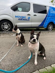 Nacho and Lola, Boston Terriers, from Chicago, USA to Rotkreuz, Switzerland