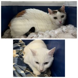 Nala & Prinz, both Domestic Shorthair, from Zurich, Switzerland to Durban, South Africa