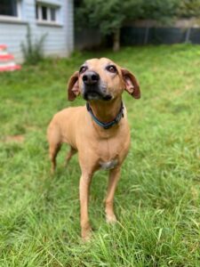 Nala, Rhodesian Ridgeback, from Lausanne, Switzerland to Washington D.C, USA