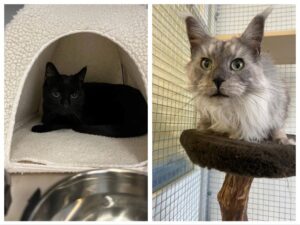 Napoleon, Domestic Shorthair, and Ashe, Maine Coon, from Boston, USA to Basel, Switzerland