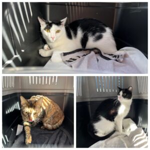 Neo, Beka and Frida, all DSH, from Belgrade, Serbia to Neuchatel, Switzerland