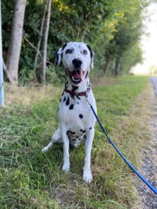 Neo, Dalmatian, traveling from Blonay, Switzerland to Hong Kong
