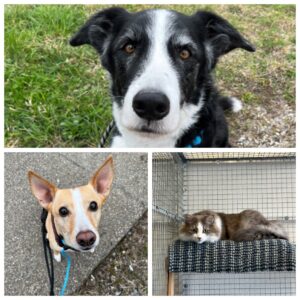 Neo, Stellina and Julius, from Bonaduz, Switzerland to Bangkok, Australia