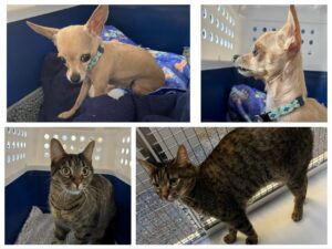 Nickel, Chihuahua and Bombom, Domestic Shorthair, from Vevey, Switzerland to Chicago, USA
