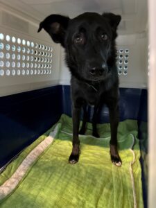 Niki, Shepherd Mix, from Zurich, Switzerland to Montreal, Canada