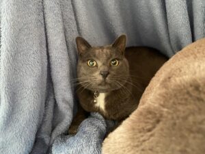 Nounours, Domestic Shorthair, from Verbier, Switzerland to Christchurch, New Zealand