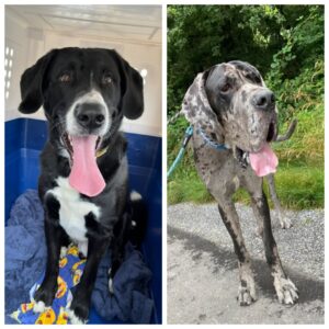 Oreo, Appenzeller Mix, and Jammer, Great Dane, from Leysin, Switzerland to Boston, USA