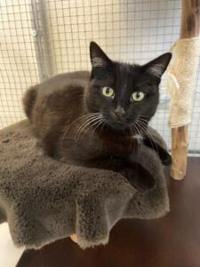 Orion, European Shorthair, from Zurich, Switzerland to San José, Costa Rica