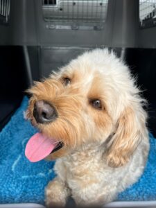 Panko, Bernese Mountain Dog X Poodle, from Zurich, Switzerland to Seattle, USA