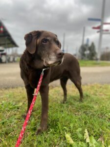 Patapouf, Labrador, from Zurich, Switzerland to Dubai, UAE