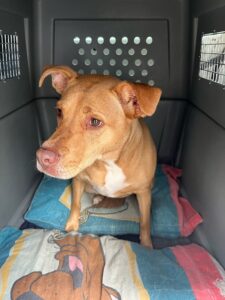 Peanut, Terrier Mix, from New York, USA to Allschwil, Switzerland