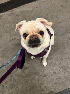 Penny, Pug, from San Francisco, USA to Zurich, Switzerland