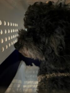 Peppa, Cavoodle, from Hong Kong to Geneva, Switzerland