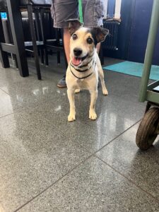 Pepper, Jack Russell Terrier, from Avully, Switzerland to Warszaw, Poland