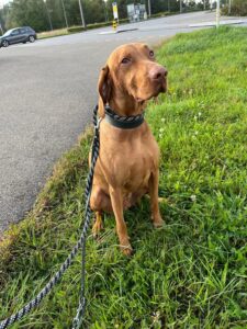 Pinot, Viszla, from Zurich, Switzerland to Melbourne, Australia