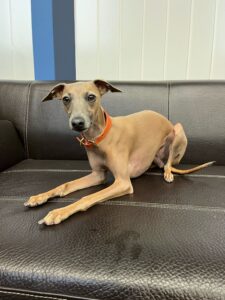 Poppy, Italian Greyhound, from Zurich, Switzerland to Melbourne, Australia