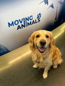 Ramses, Golden Retriever, from Zurich, Switzerland to San Francisco, USA