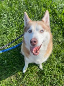 Rey, Siberian Husky, from San Francisco, USA to Basel, Switzerland