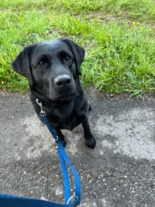 Rio, Labrador, from Chatillon-la-Palud, France to Shanghai, China