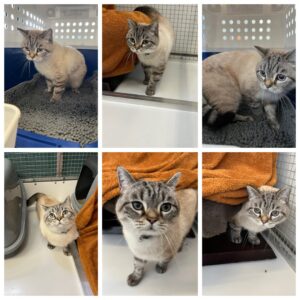 Ritchy, British Shorthair, from Cologny, Switzerland to Dubai, UAE