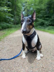 Robert, Miniature Bull Terrier, from Gex, France to New York, USA