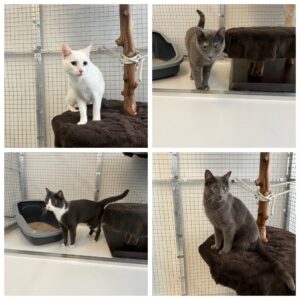 Rose, Olivia, Sebastian and Finnigan, from Boston, USA to Zurich, Switzerland