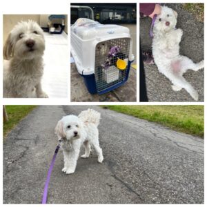 Rosie, Maltese Mix, from Reinach, Switzerland to Nairobi, Kenya