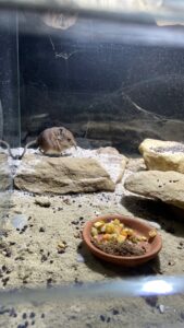 Round-eared sengi, Macroscelides proboscideus, Gossau, Switzerland to London, Great Britain