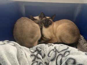 Ruby and Henry, both Thai Siam, from Wallisellen, Switzerland to Hua Hin, Thailand